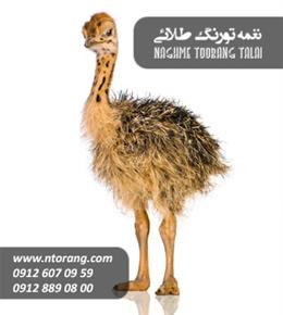 جوجه شتر مرغ دو ماهه